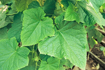 Green cucumbers leaves