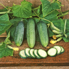 Harvest of green cucumbers