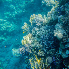 beautiful and diverse coral reef with fish of the red sea in Egypt, shooting under water