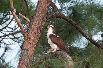 Osprey eagle in pine tree at dusk