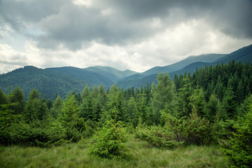 Fototapeta na wymiar beautiful forest landscape in the Carpathian mountains