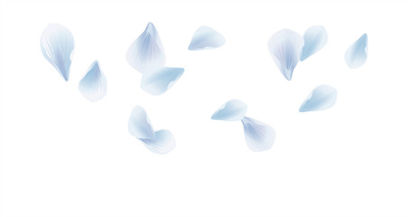 White Blue flying petals isolated on White background. Sakura Roses petals. Vector 