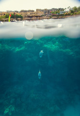 beautiful and diverse coral reef with fish of the red sea in Egypt, shooting under water