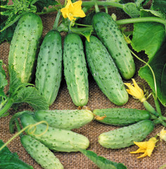 Harvest of cucumbers