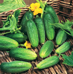 Harvest of cucumbers