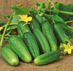Harvest of cucumbers