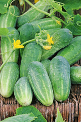 Harvest of cucumbers © Igor