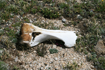 animal bone