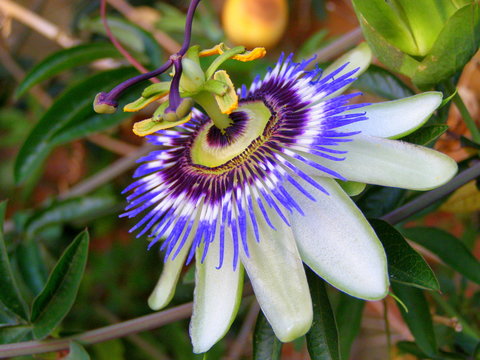 Pasiflora - kiwat męki pańskiej