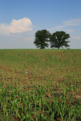 corn field