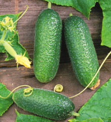 Three cucumbers on old timber