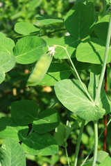 snap pea