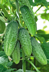 Growing cucumbers in a greenhouse