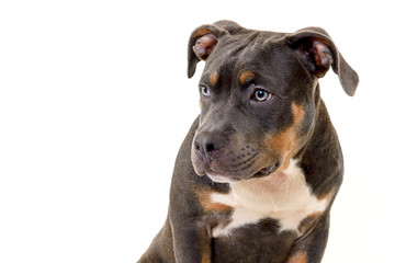 Dog face american bully looking to the left on a white background