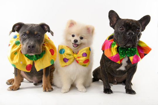 pure breeds dogs wearing costumes