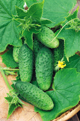 Cucumbers