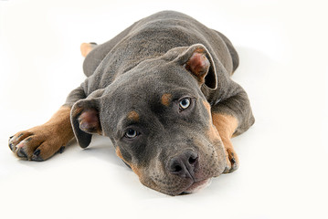 American bully dog lying down on a white background