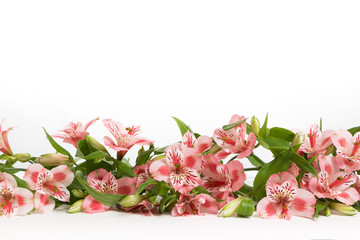 Flowers alstroemeria on white background. Toned image, film effect, place for text