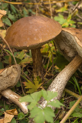 Edible forest mushroom