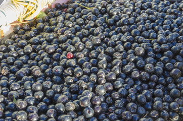 Many black berries of Aronia
