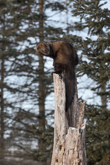 Fisher (Martes pennanti) Looks Over Shoulder Atop Hollow Tree