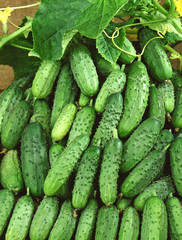 Harvest of cucumbers