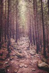 path in the forest in the Carpathian mountains
