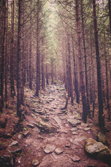 Fototapeta premium path in the forest in the Carpathian mountains