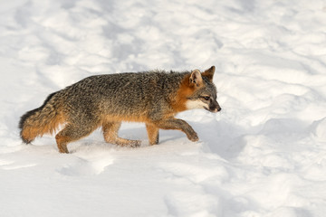 Grey Fox (Urocyon cinereoargenteus) Walks Right Through Snow