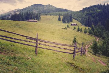 Fototapeta na wymiar beautiful forest landscape in the Carpathian mountains