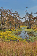 Bayou Cypress