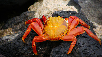 Galapagos : Zayapa Cangrejo