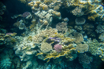 beautiful and diverse coral reef of the red sea with fish