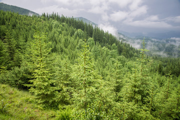 beautiful forest landscape in the Carpathian mountains