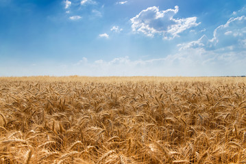 Field of wheat against the sky