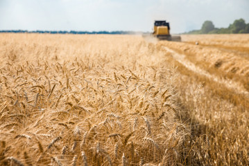 Harvester removes wheat on the field