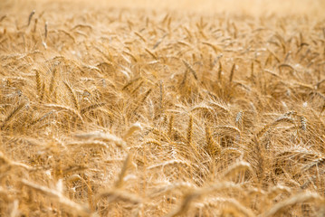 wheat in the field close up