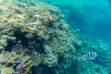 beautiful and diverse coral reef of the red sea with fish