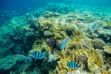 beautiful and diverse coral reef of the red sea with fish