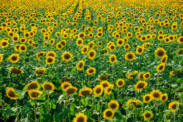 beautiful field of sunflowers in summer