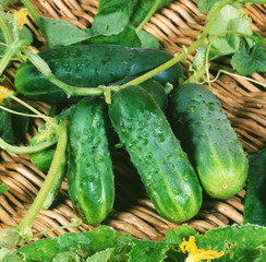 Harvest of cucumbers