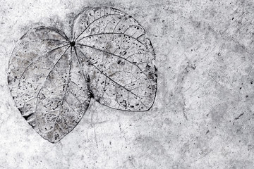Leaf texture in concrete floor