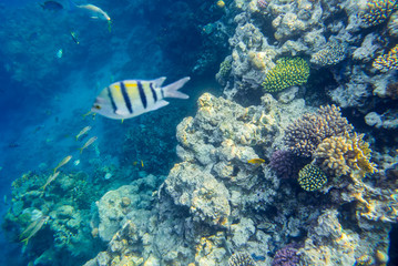 beautiful and diverse coral reef of the red sea with fish