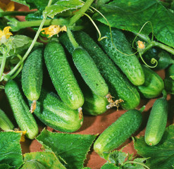 Harvest of cucumbers