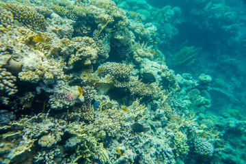 beautiful and diverse coral reef of the red sea with fish