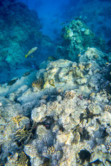 Naklejka na ściany i meble fish and coral underwater off the coast of Africa