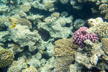 Plakat beautiful and diverse coral reef of the red sea with fish