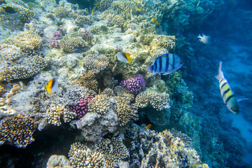 Fototapeta na wymiar beautiful and diverse coral reef of the red sea with fish