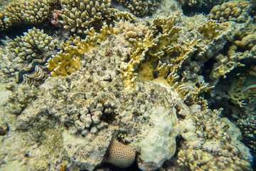 beautiful and diverse coral reef of the red sea with fish