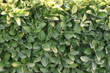green plants